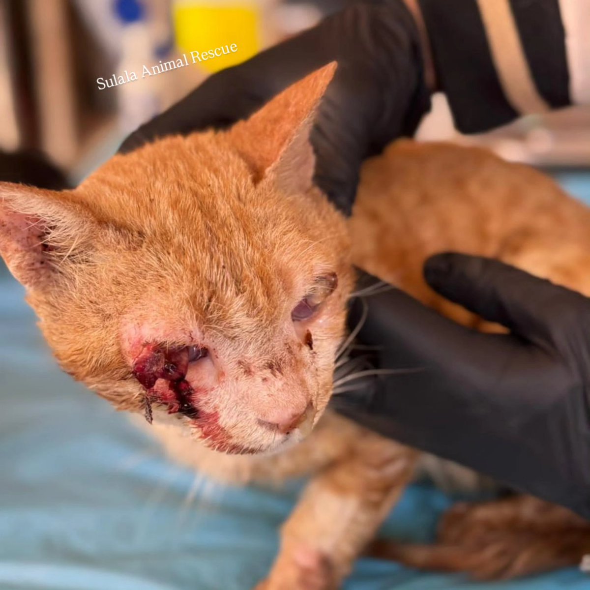 Sulala Animal Rescue tweet media