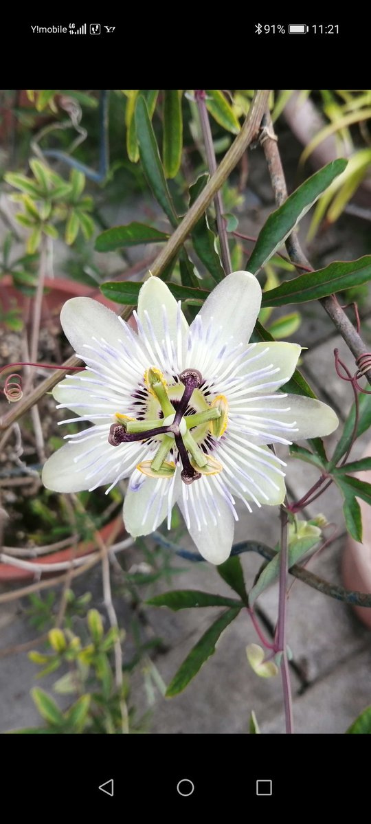 まるちゃん tweet media