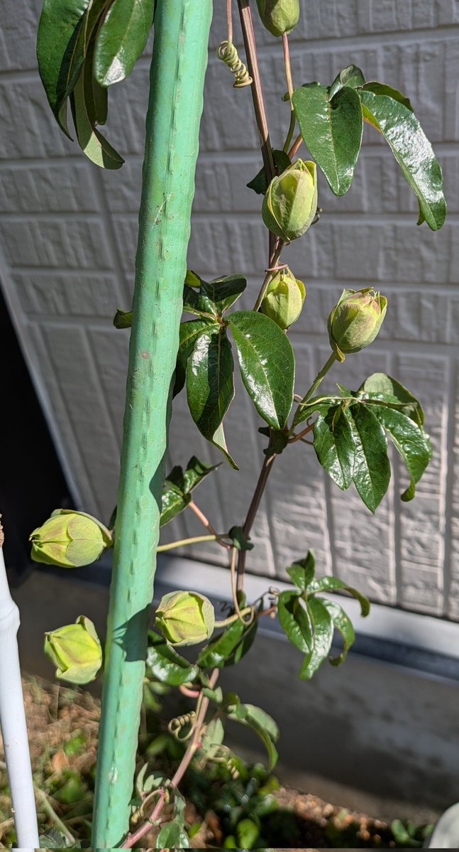 まるちゃん tweet media