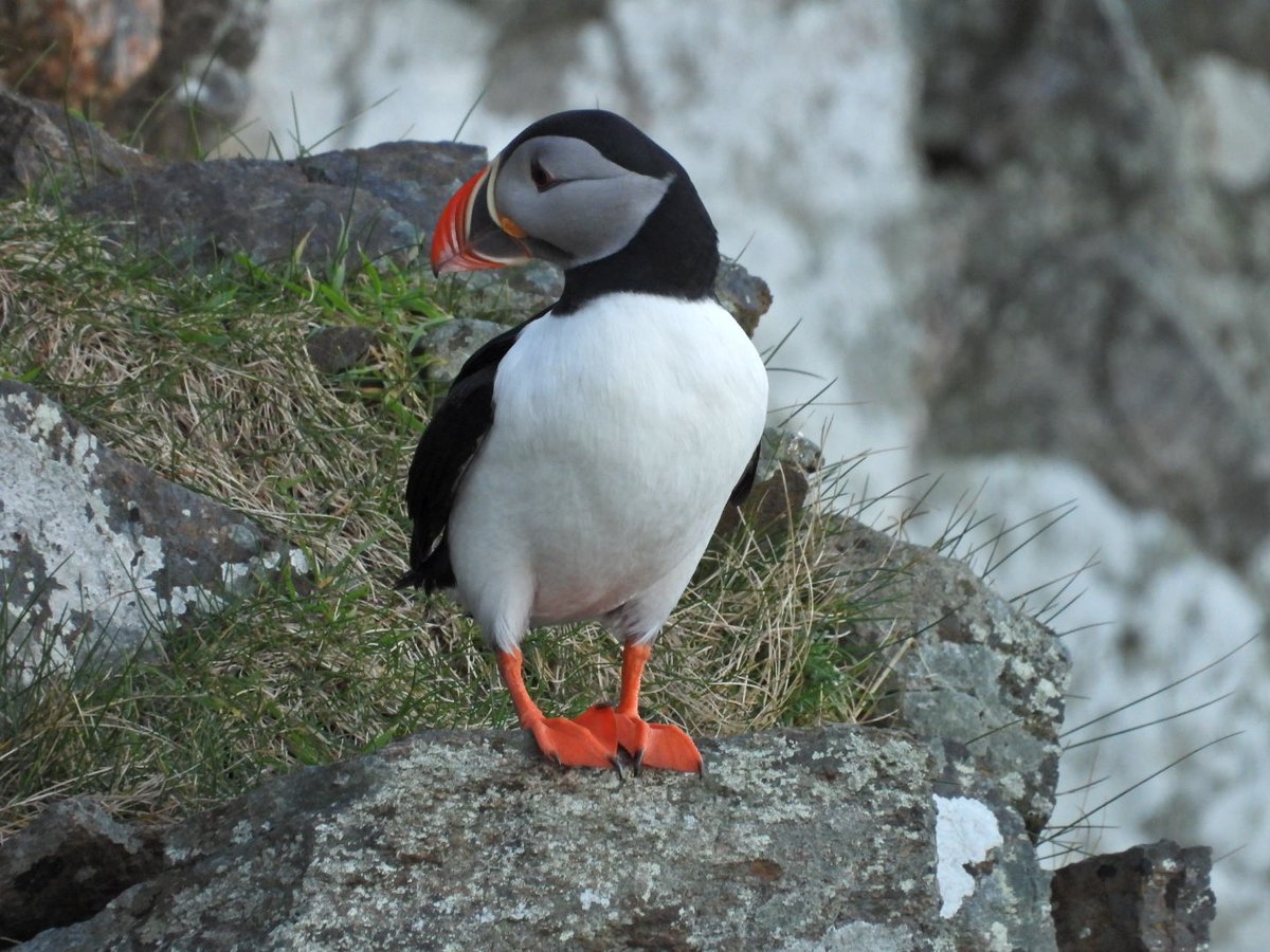 Adrian Brockless tweet media