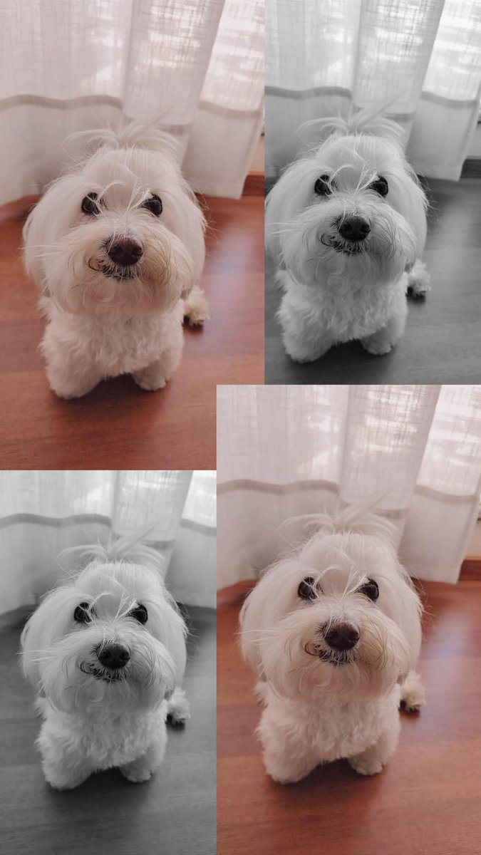 rokachu23's tweet image. ¿Quién puede decirles NO, cuando te miran así? #DogsOfX #DogLovers #PetOfTheDay