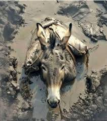 محمدعلی جابری (پرچم جمهوری اسلامی ایران ☫) tweet media