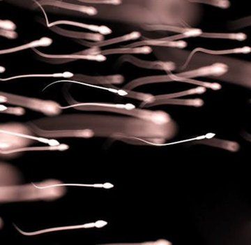 Daria pahlavi tweet media