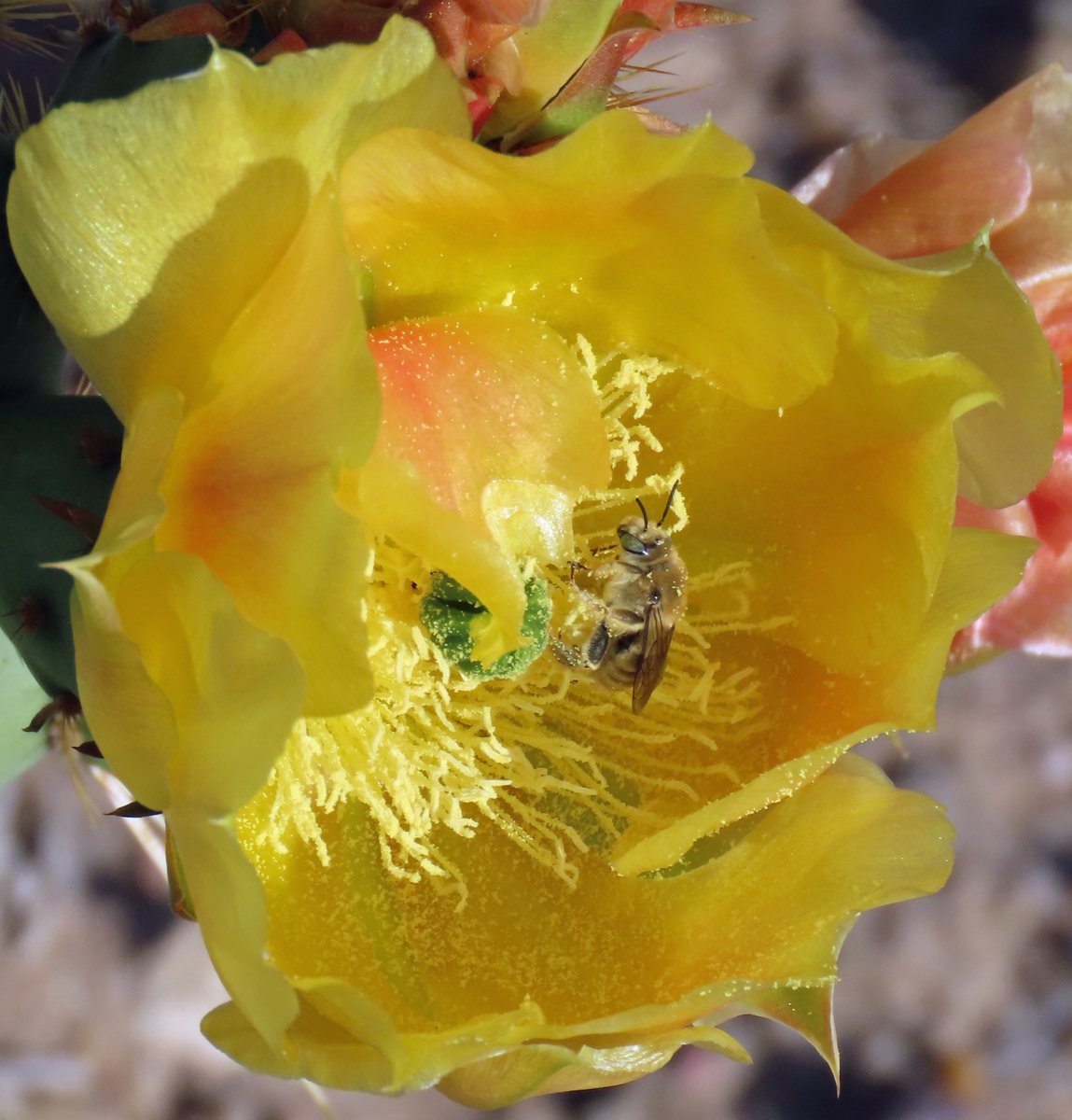 Robert P. Rowley tweet media