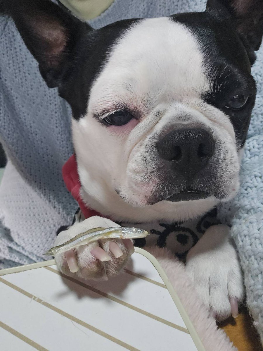 しある＠35++悪魔帰還40th期待！！！ tweet media