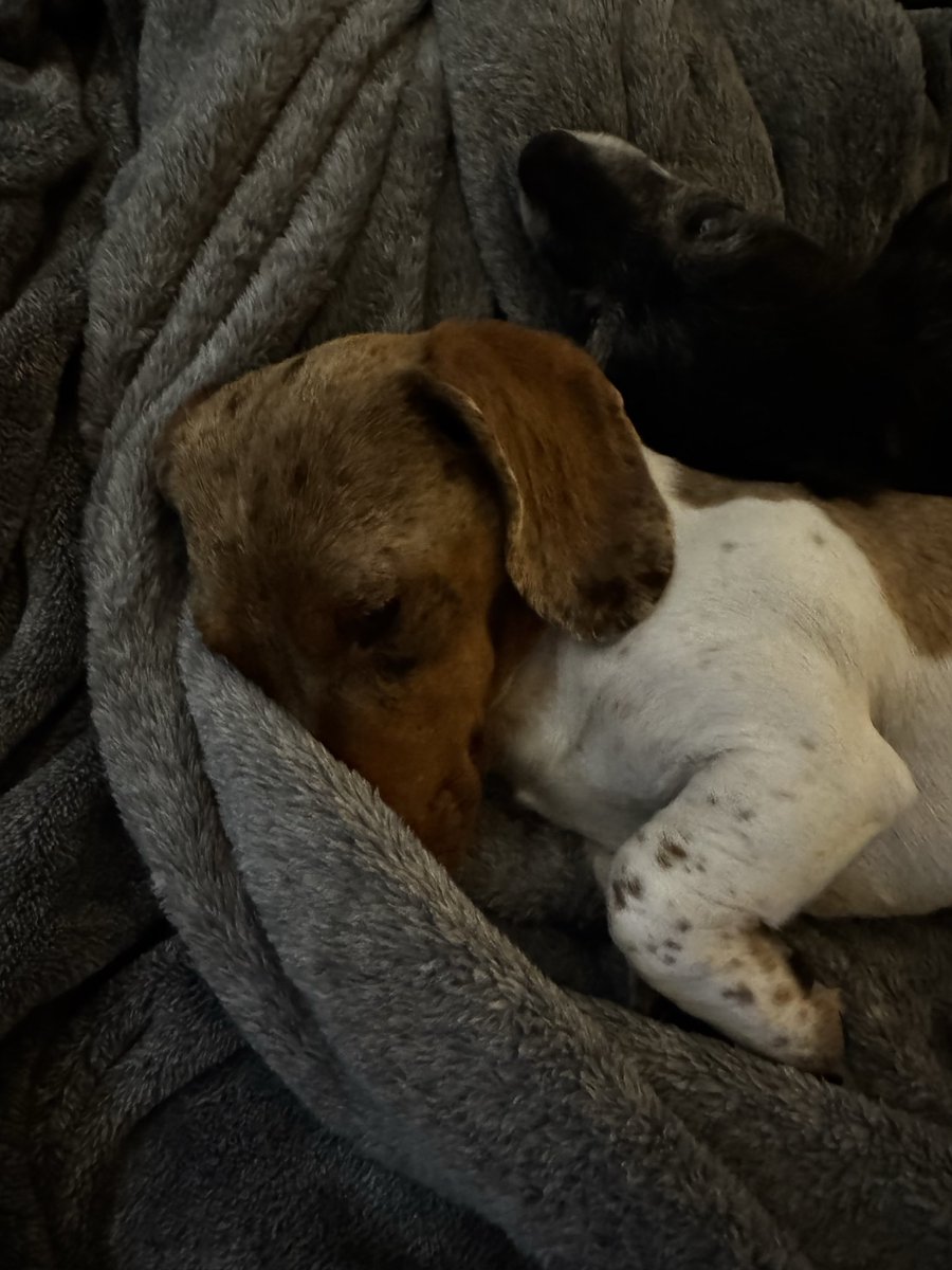 reneeb313's tweet photo. @TheStingisBack So love his name! Took in an 8 month old  Dachshund pup a couple of months ago and named him Finn!!! https://t.co/Izatq40P23