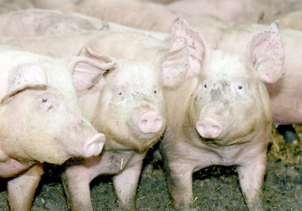 westernproducer's tweet image. The Western Producer Livestock Report - April 23, 2026 vist.ly/4zahp #cdnag #westcdnag
