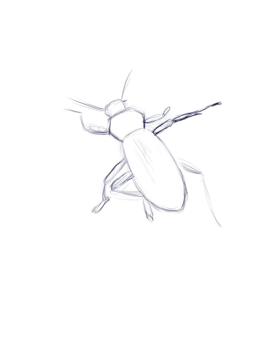 pepperlearnsart's tweet image. bugs 🐜 🦟🪲

#bug #insect #furryartist #artstudy #gesturedrawing #digitalart #art #beetle #drawing