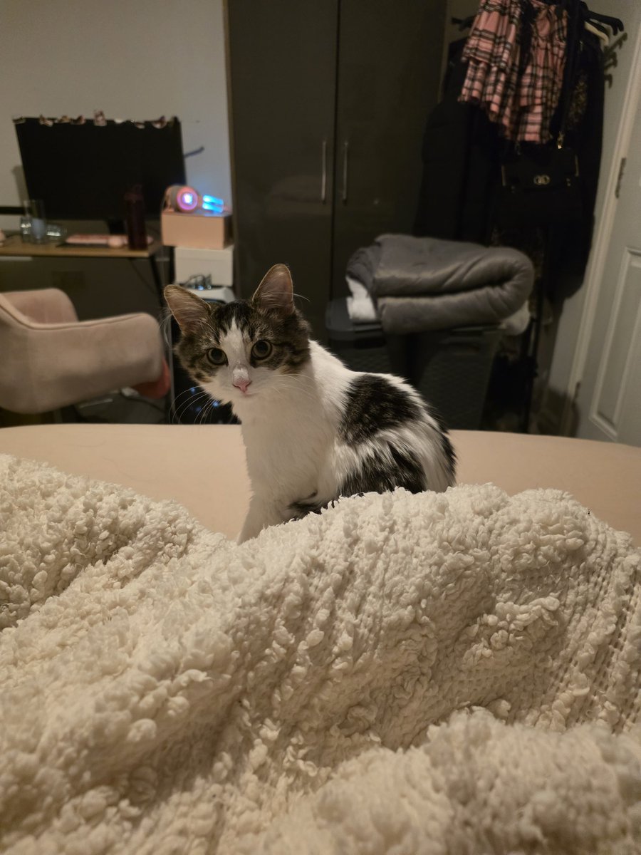 Red Kitsune | Debut July 31st tweet media