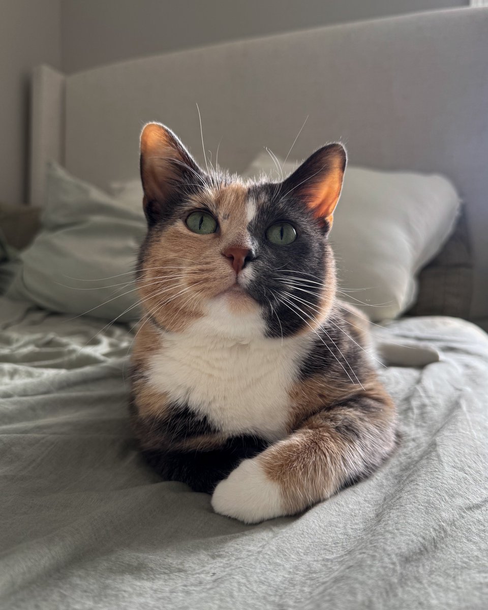 blossomthecat tweet media