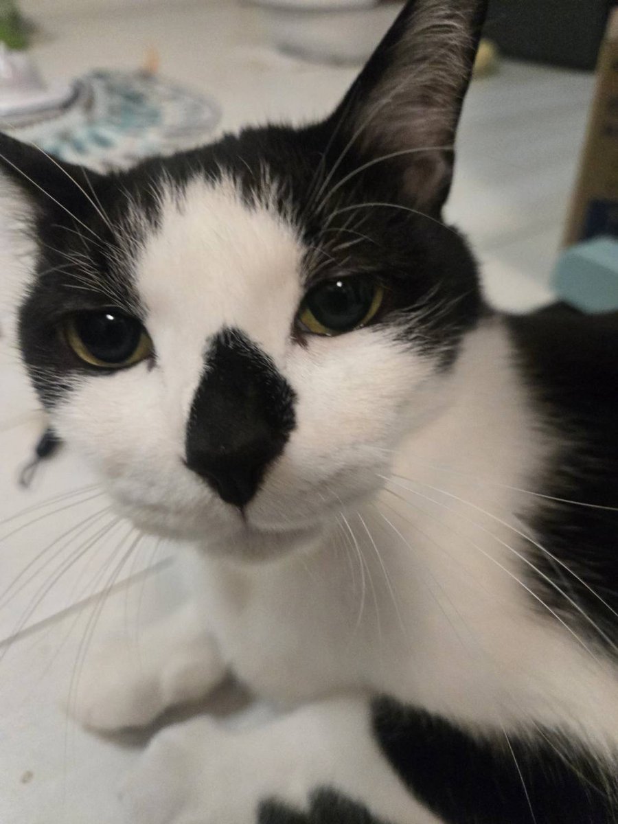タピオカとマーブルと黒胡麻のお世話係@保護猫ねこのてメンバー tweet media