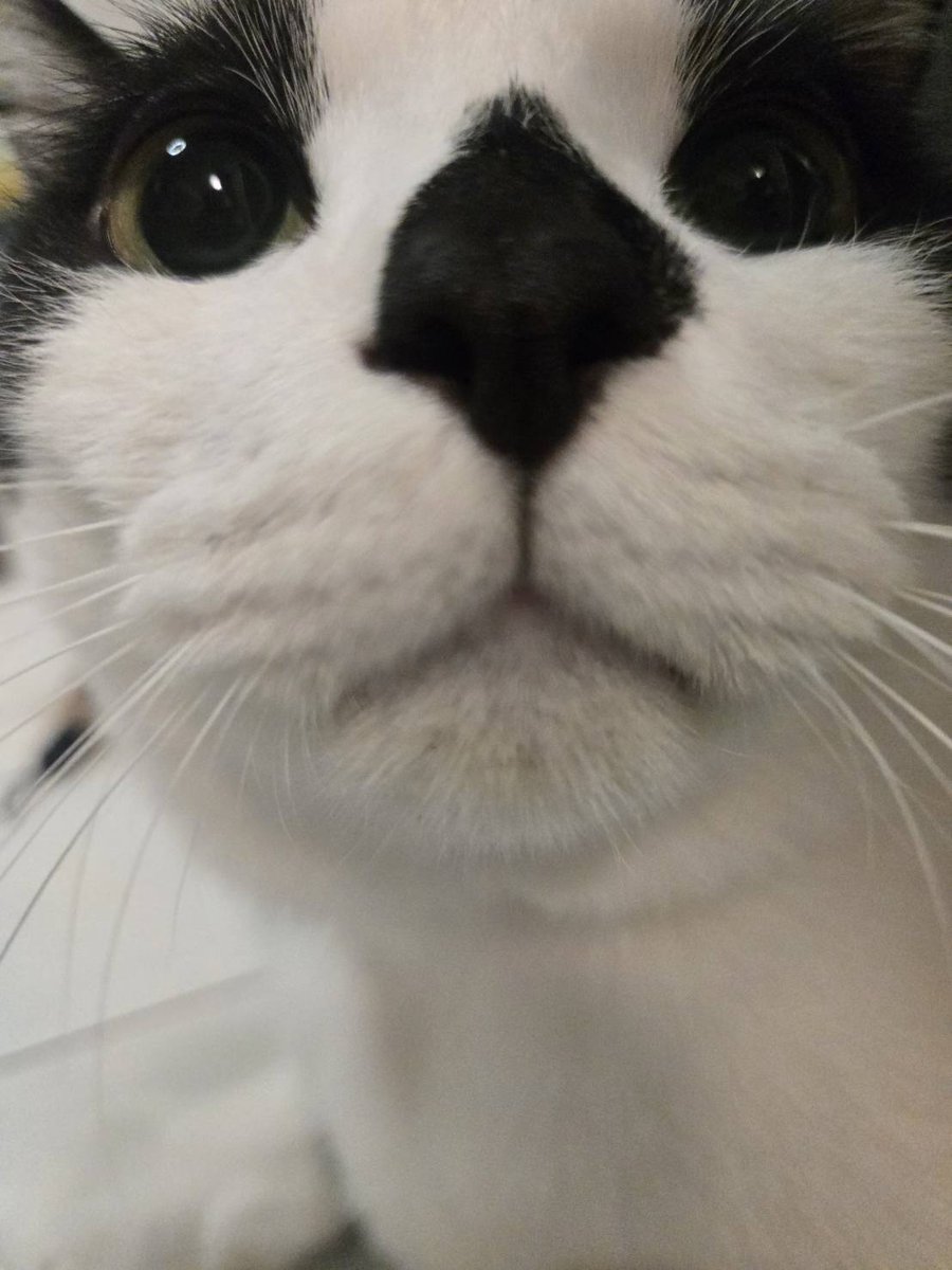 タピオカとマーブルと黒胡麻のお世話係@保護猫ねこのてメンバー tweet media