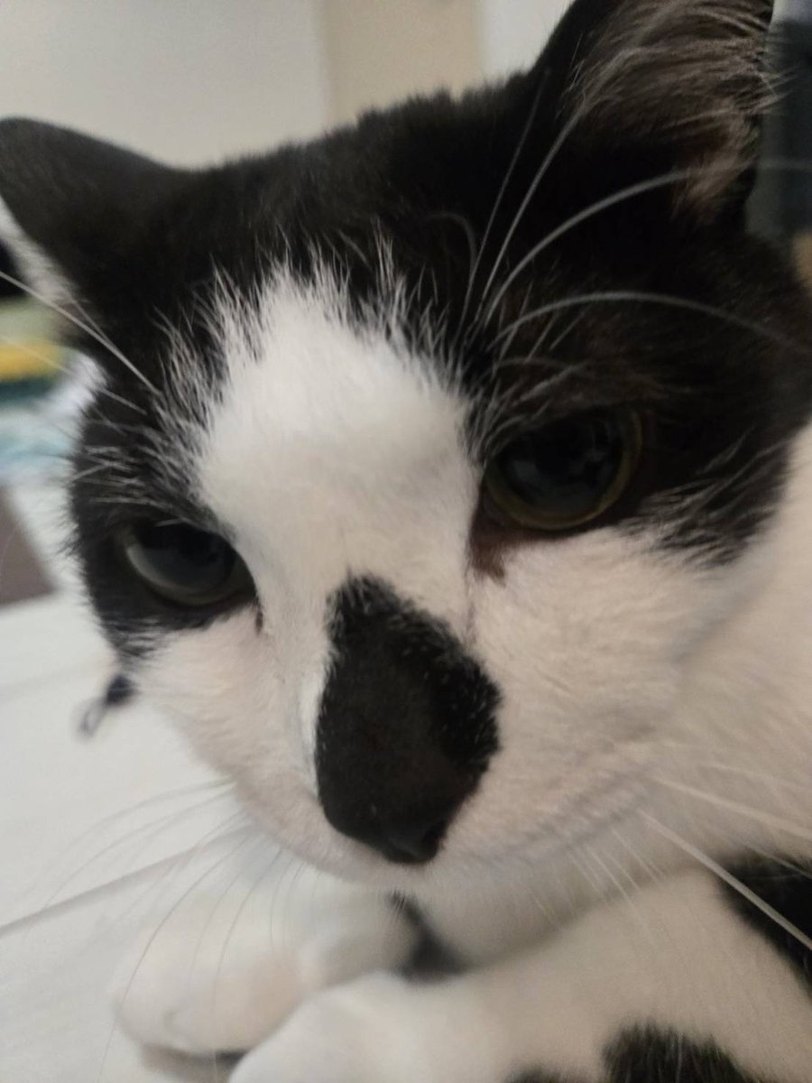 タピオカとマーブルと黒胡麻のお世話係@保護猫ねこのてメンバー tweet media