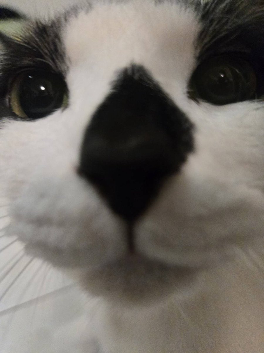 タピオカとマーブルと黒胡麻のお世話係@保護猫ねこのてメンバー tweet media
