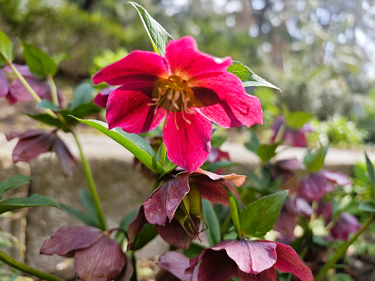 KatySnchez's tweet image. Helleborus orientalis o Helleborus niger, conocidos comúnmente como rosas de Cuaresma o rosas de Navidad. #flores #hacerfotos #naturaleza #primavera
