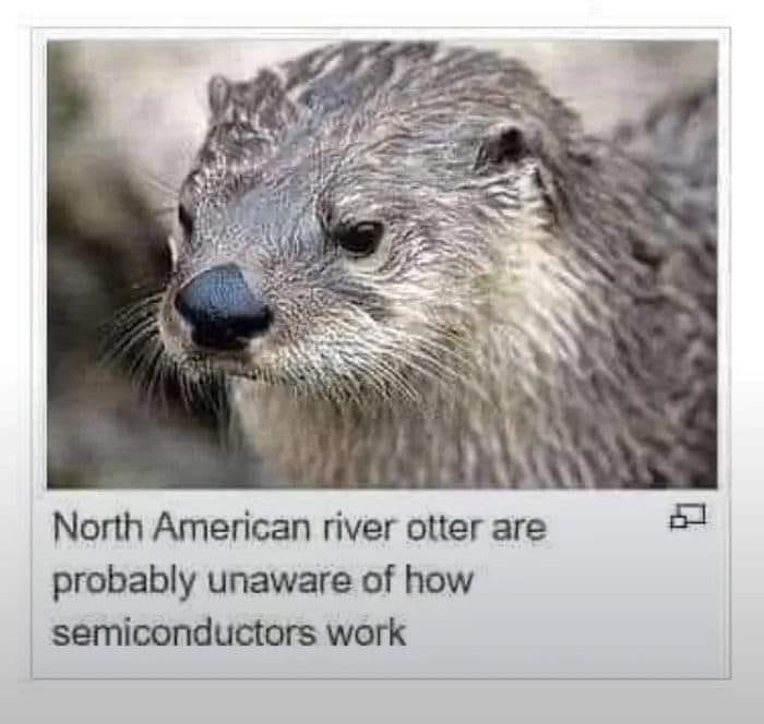 In Otter News.... tweet media