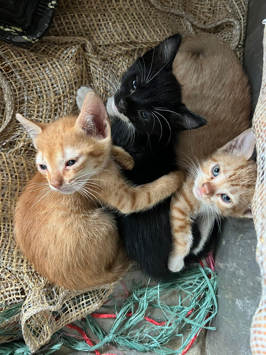 yaracalcagno's tweet photo. Difundo. Por favor grupo, me pueden ayudar para difundir? Están en un Restaurante en el Paraíso, Caracas; no pueden seguir ahí 😢. Buscan que los adopten🙏🥹. Son machos de 3 meses. Contacto: 04242895935. Gracias 🫂 https://t.co/ZfAUE5VV1M