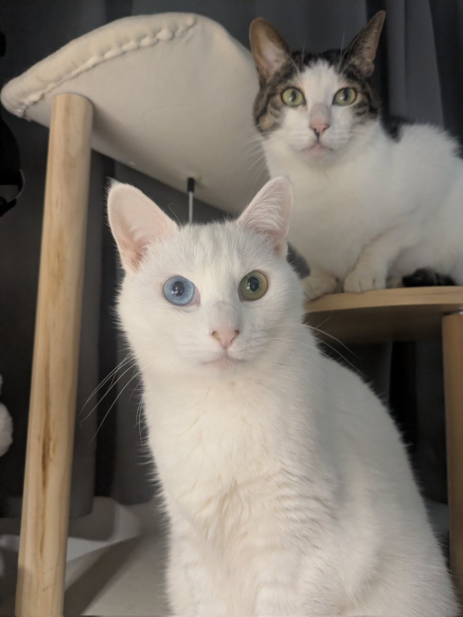 nyoechn's tweet photo. ねこ集まる https://t.co/nPZ8Zs1AOi