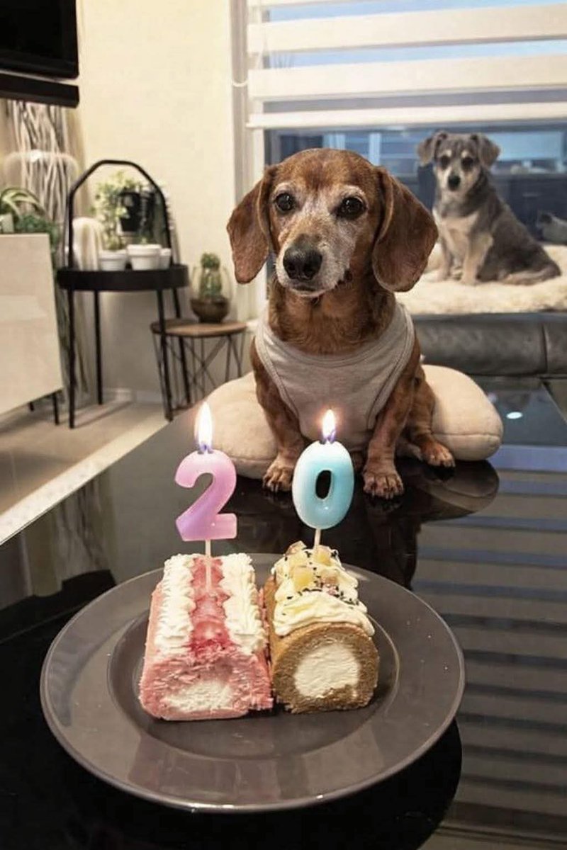 Dachshund Lovers tweet media