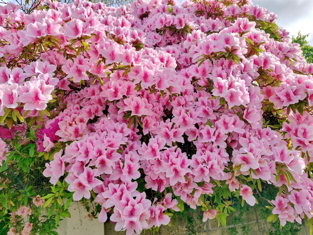 さくら🌸 tweet media