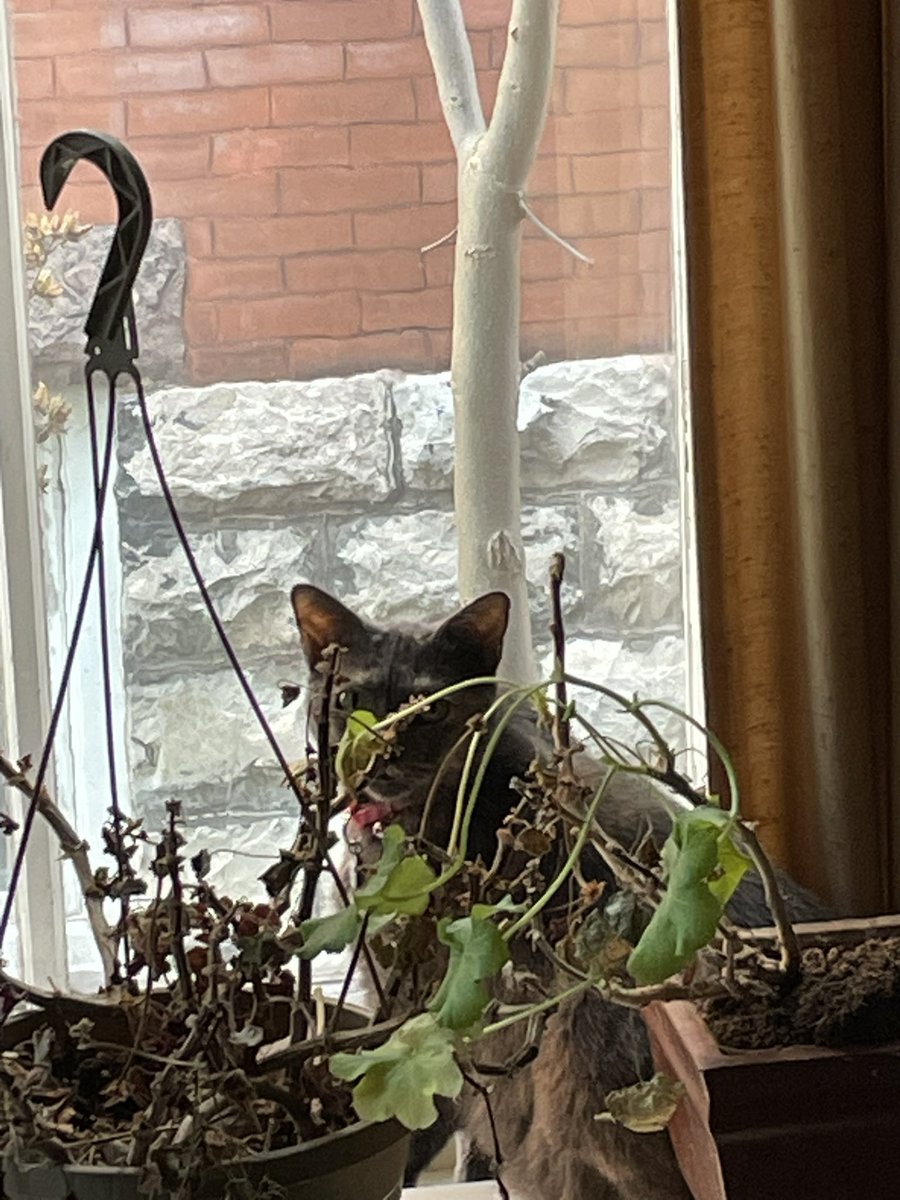 Benfica the Cat 🐈‍⬛🐾💕 tweet media