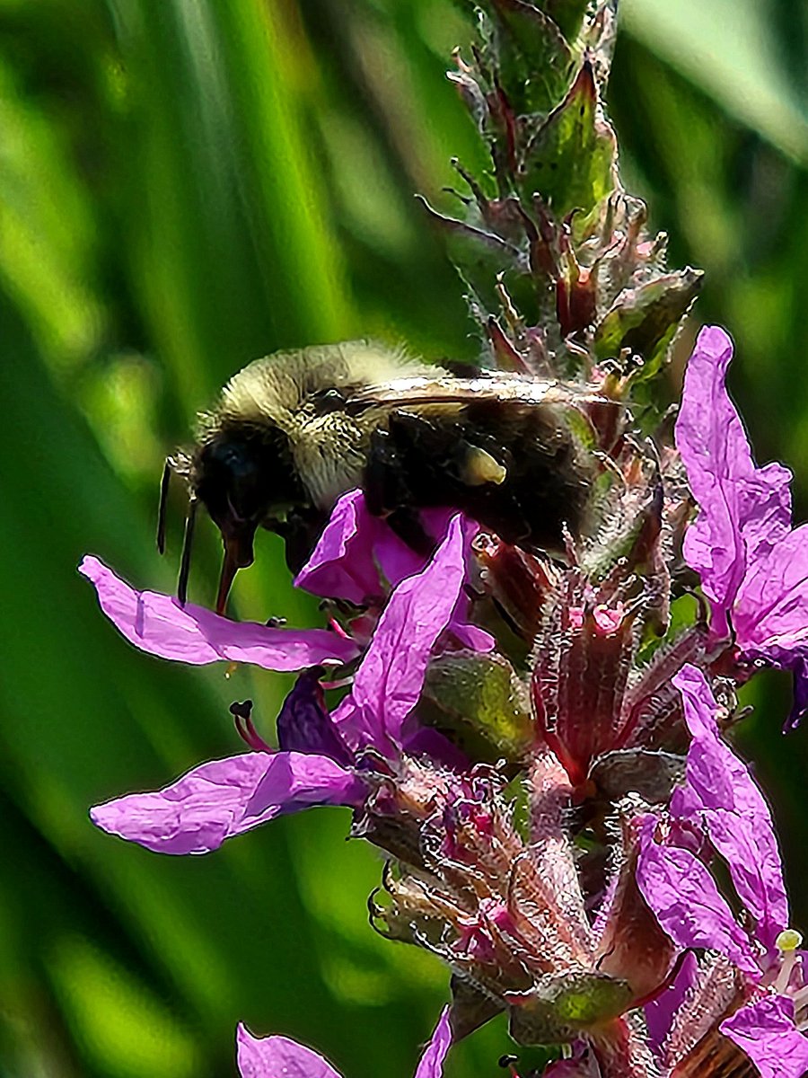 SojkaAnn's tweet image. #Bees
@aHeartSoFull