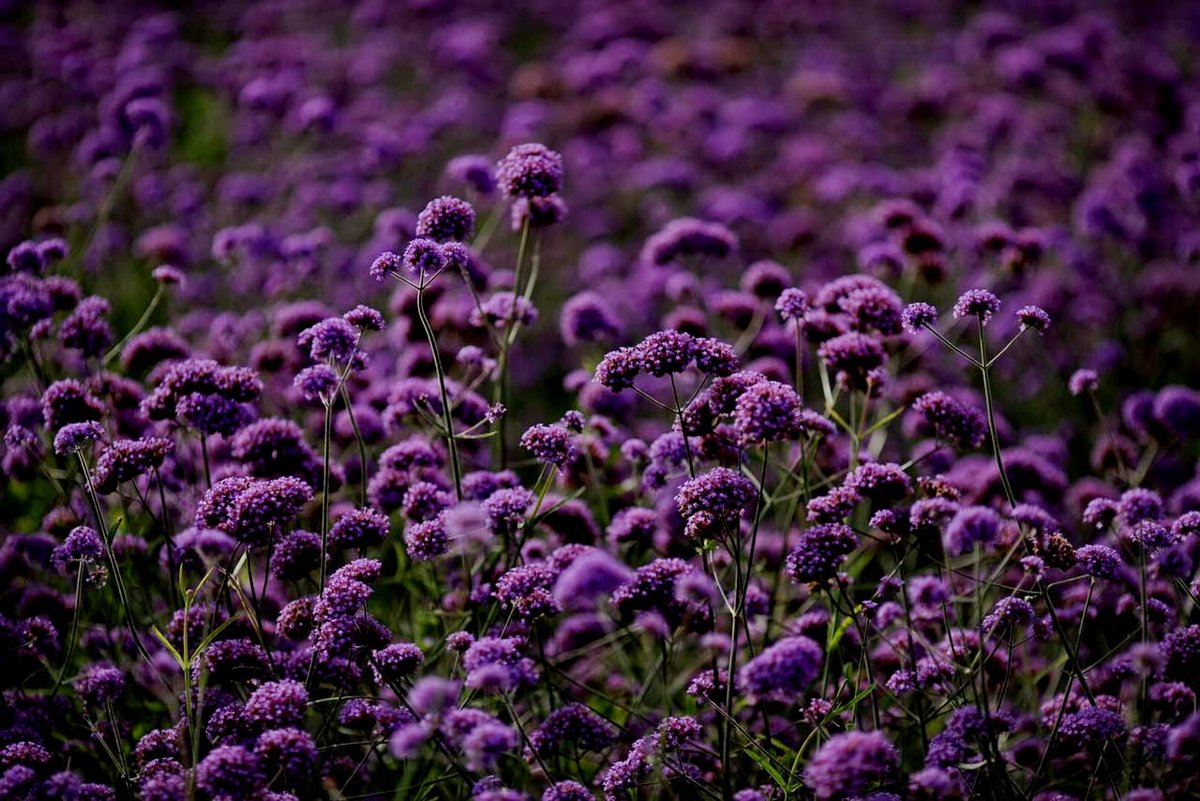 Rare fiz tweet media