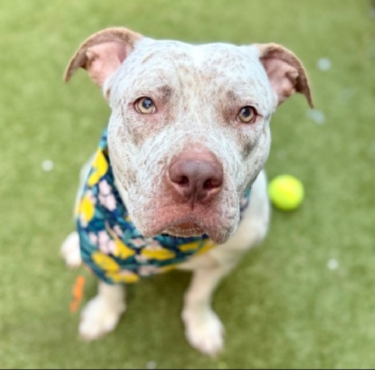 MorgFairsdogs's tweet image. Pebbles 249085
Listed TBK 4/23
#NYCACC #RescueOnly 
A cute 3 yr old
Healing from wounds
Good on leash
ok for kids 13+
A good dog who is scared and wants out of there
Help save Pebbles!
nycacc.app/browse/249085
#Pledge4Rescue #foster #adopt
