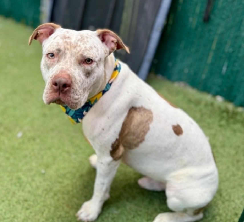 MorgFairsdogs's tweet image. Pebbles 249085
Listed TBK 4/23
#NYCACC #RescueOnly 
A cute 3 yr old
Healing from wounds
Good on leash
ok for kids 13+
A good dog who is scared and wants out of there
Help save Pebbles!
nycacc.app/browse/249085
#Pledge4Rescue #foster #adopt
