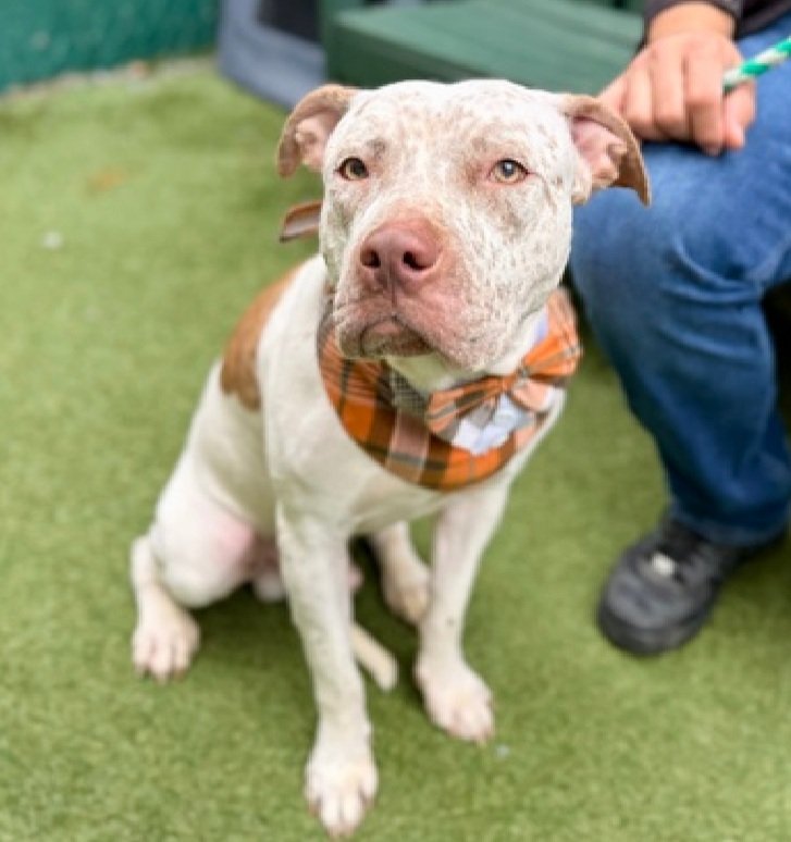 MorgFairsdogs's tweet image. Pebbles 249085
Listed TBK 4/23
#NYCACC #RescueOnly 
A cute 3 yr old
Healing from wounds
Good on leash
ok for kids 13+
A good dog who is scared and wants out of there
Help save Pebbles!
nycacc.app/browse/249085
#Pledge4Rescue #foster #adopt