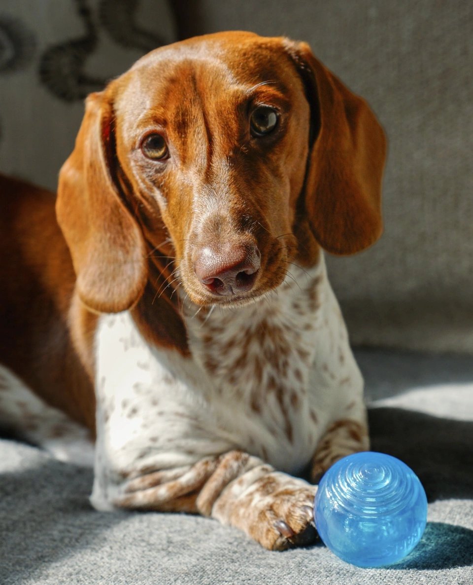 Modern Dog magazine tweet media