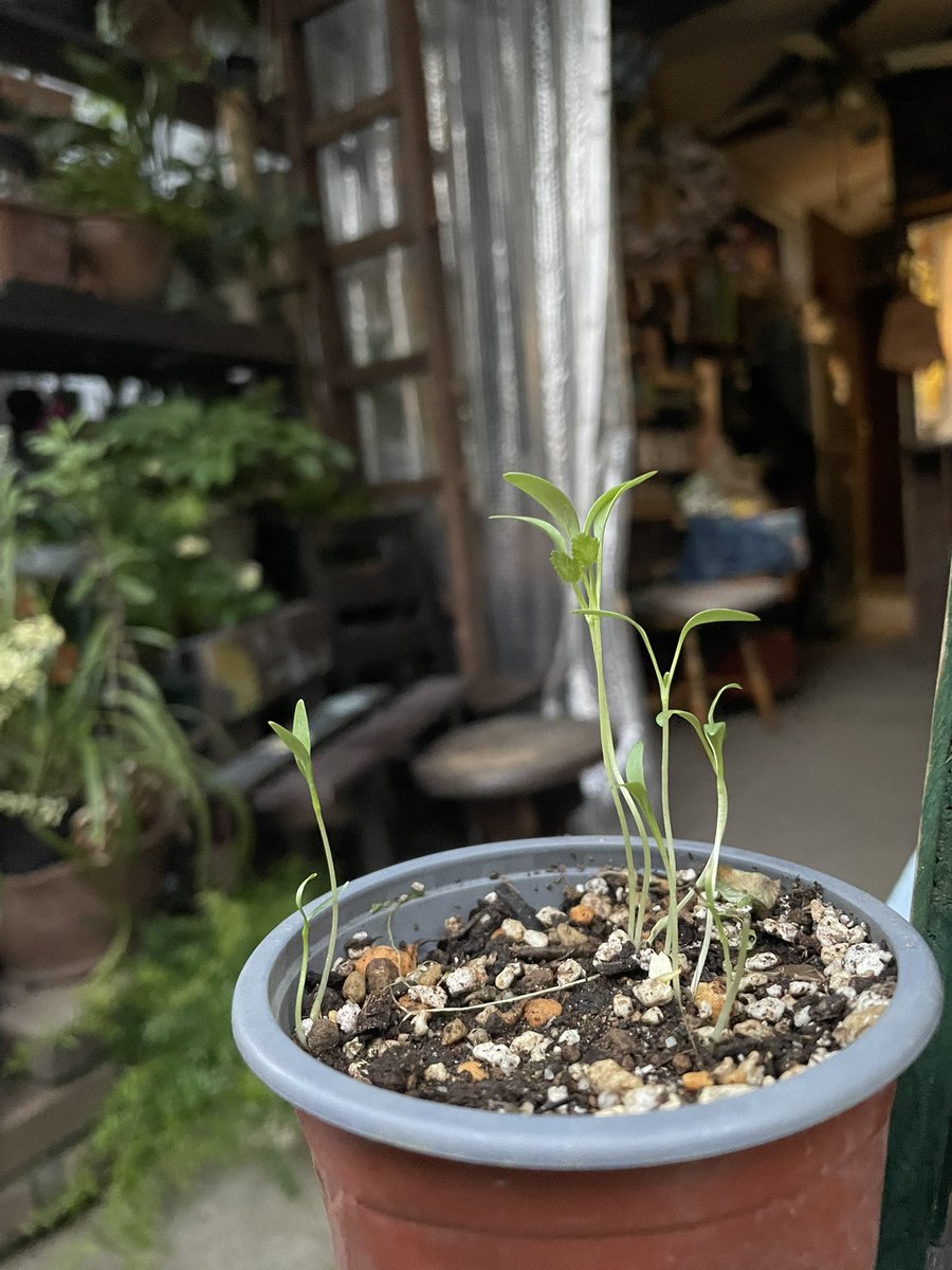 すくすくと春の植物たちが成長してます。

今年もゴーヤを植え、パクチーも植えました。

パクチー、早く立派に成長をしてほしいです
#Comorebicafe
#コモレビカフェ
#コーヒーコモレビカフェ
#レモネードコモレビカフェ
#お酢レモン
#抹茶レモネードコモレビカフェ
#水分塩分カフェインビタミンC補給
