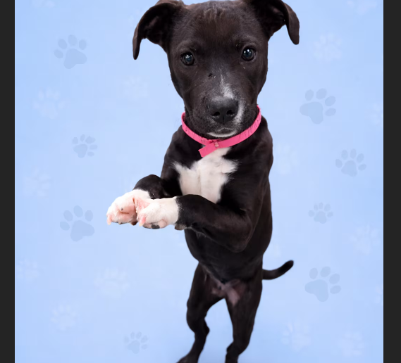 HollywoodDogs's tweet image. At an overcrowded shelter in #Memphis, #TN, 7-month-old Serena is in IMMEDIATE need of adoption, a foster home, or rescue adoptapet.com/pet/47682628-m… #URGENT #AdoptableDogofDay 🐶