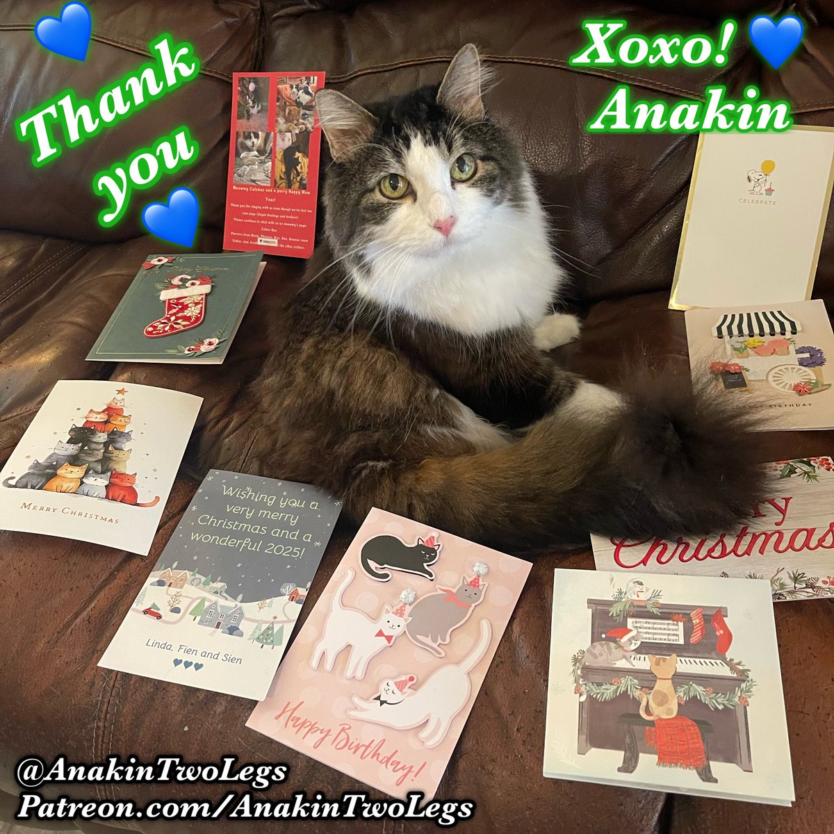 anakintwolegs's tweet photo. Thank you so much for the Birthday Wishes for Anakin’s 14th Birthday &amp; all of these Beautiful Cards 😻 Thank you again for the cards &amp; for thinking of us! You guys are the best and we love them all ❤️ Some of these are a little bit older &amp; from Christmas too, con… https://t.co/yqtrauykVh