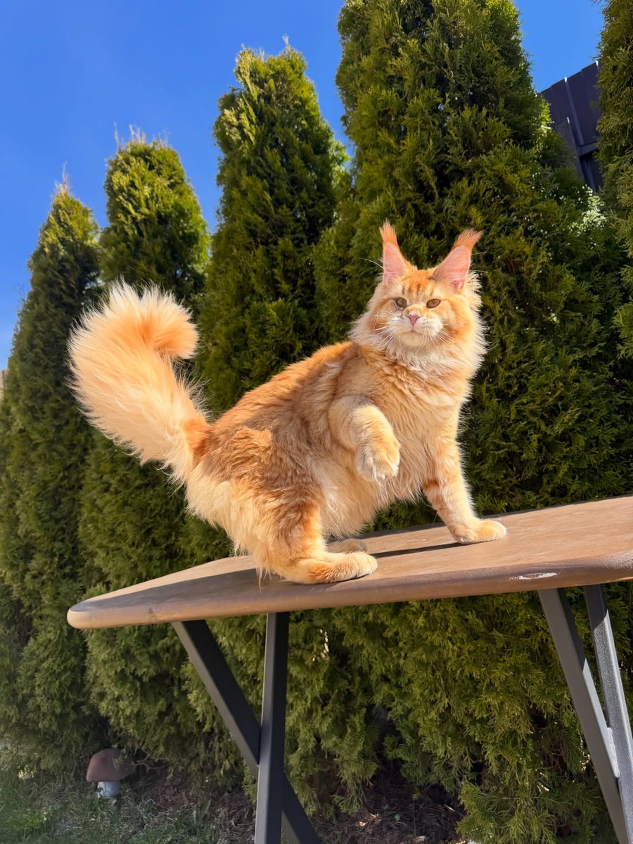 Purely Green tweet media