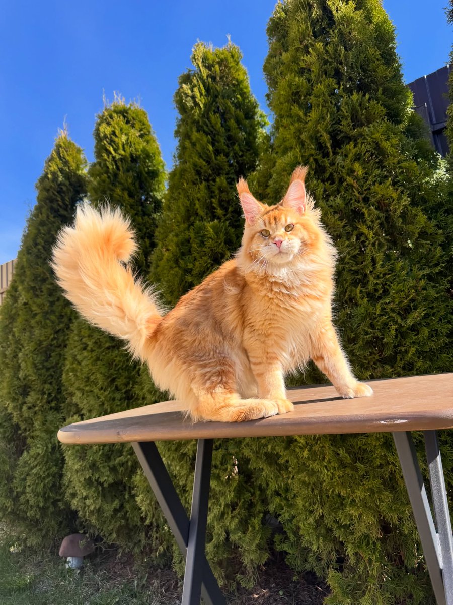 Purely Green tweet media