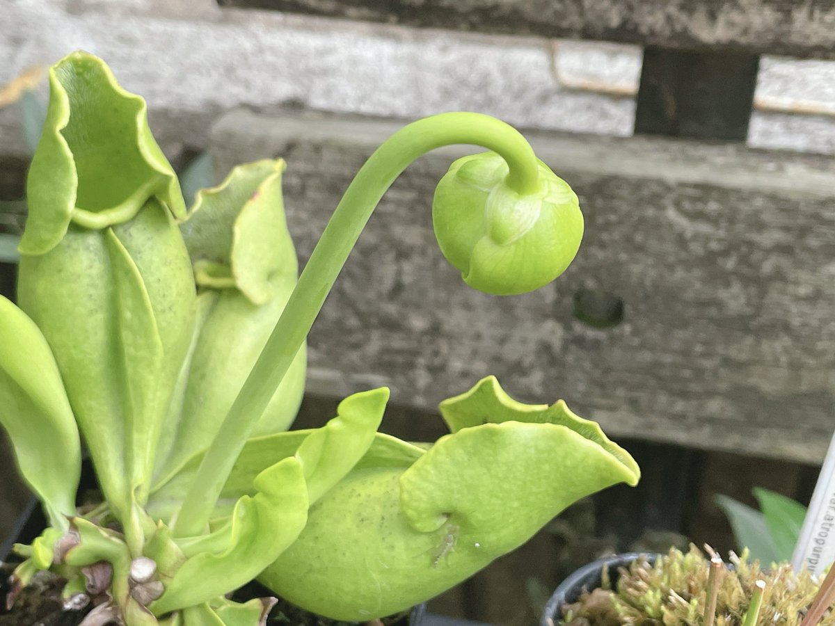 zakicchi's tweet photo. #flava も開花
#sarracenia
#サラセニア https://t.co/VPZdMt9u72