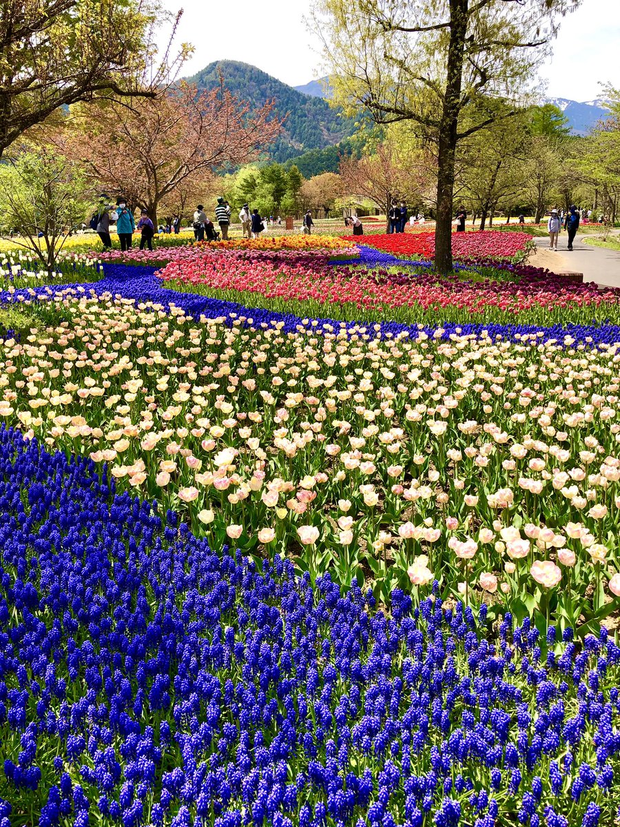 『城元三姉妹』（松本市ご当地萌えキャラ） tweet media