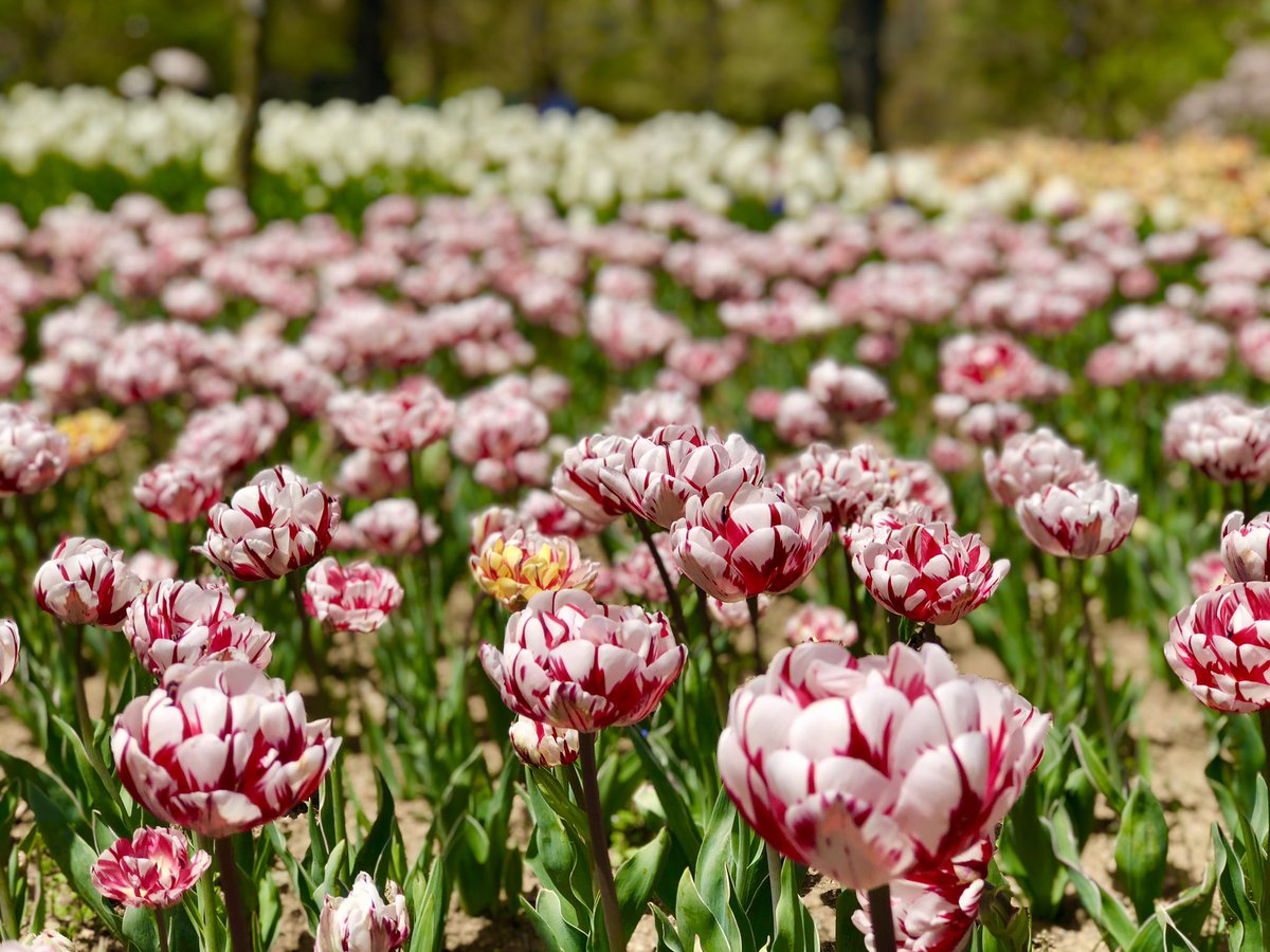 『城元三姉妹』（松本市ご当地萌えキャラ） tweet media