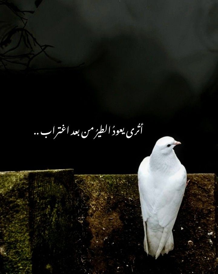 Rudaiyaa's tweet photo. و نظرت للصمت الحزين
لعلني.. أجد الجواب
أترى يعود الطير من بعد اغتراب؟ https://t.co/BoarMuWCcj