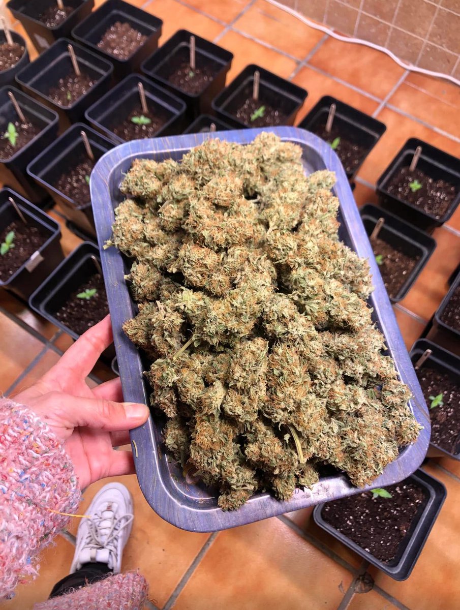 JT Exoticz 420 tweet media