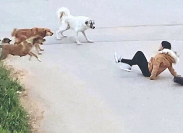 Başıboş Köpek Tehlikesi tweet media