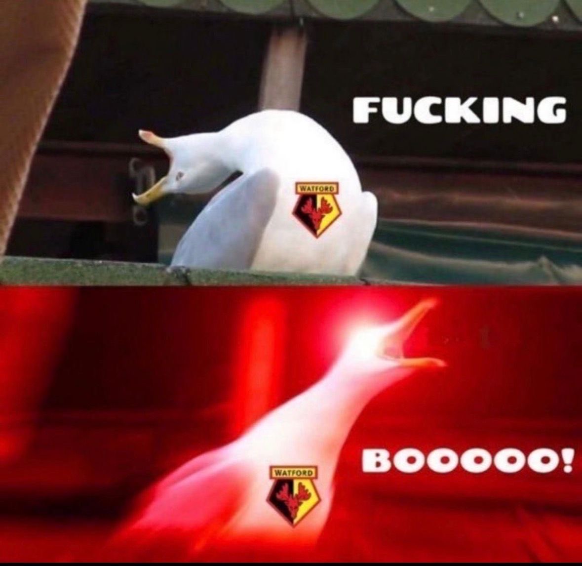 elliot_WFC's tweet photo. #watfordfc https://t.co/fjLJ9J1OgB