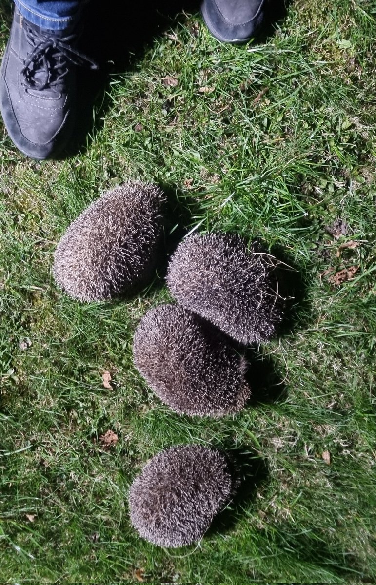 kaunomedis's tweet image. Hedgehog relocation time. Guess what a grown‑up #ponyboy does at night? Chases mating hedgehogs and drives them to a safe place.
