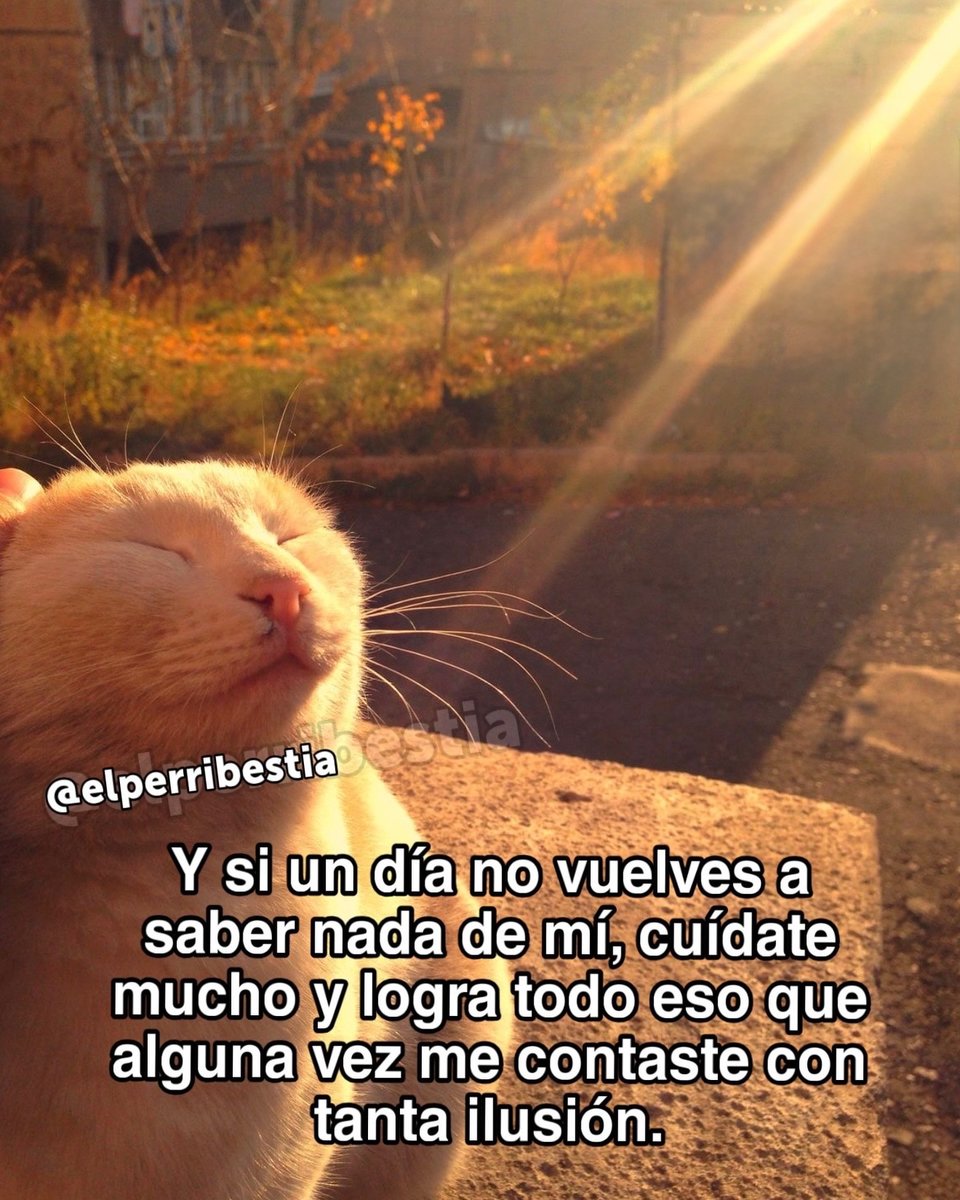 Mundo de Bigotes tweet media