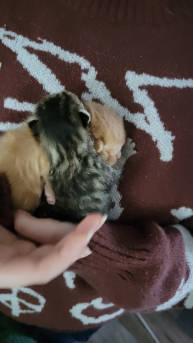 clovactiisgay's tweet photo. @Abdullah_Om3r03 She's adorable, I don't have any suggestions but here's a picture of some kittens my cat Bobby gave birth to recently. The orange one is Benito Flakes and the black one is Thumbprint https://t.co/kHRiuVdUAX