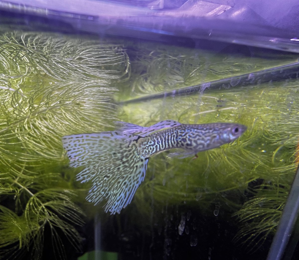 アンビシャス tweet media