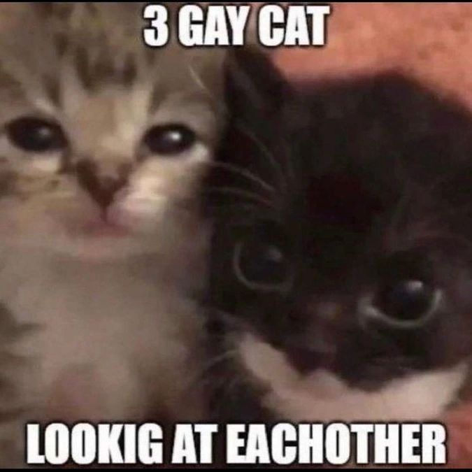 Punch Cat tweet media