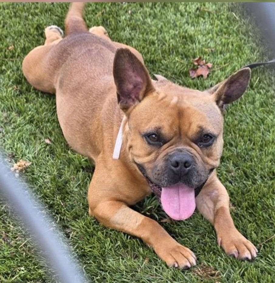 mapleveewesem's tweet image. 🆘️💔🆘️ Gorgeous #FrenchBulldog CHICKEN NUGGET is urgent at Downey #California ACC 😱 18 months old, 34 lbs, loves people &amp;amp; easy to work with. Mixed results in playgroup - Downey is requiring her as an only dog. Reply here if you can #FOSTER 🙏 info 🔽  #A5762331