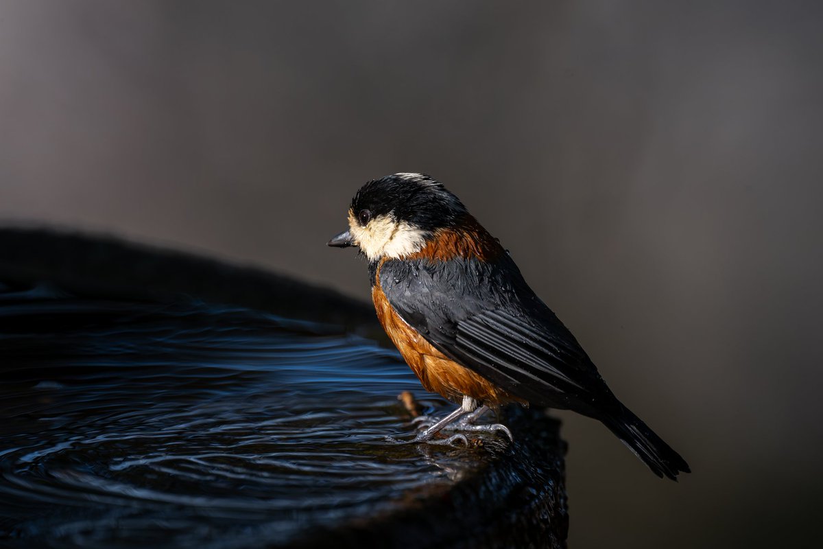 hako_rock2's tweet image. 水曜でニーニーの日ですって！

 #ヤマガラ #野鳥 #Nikon
